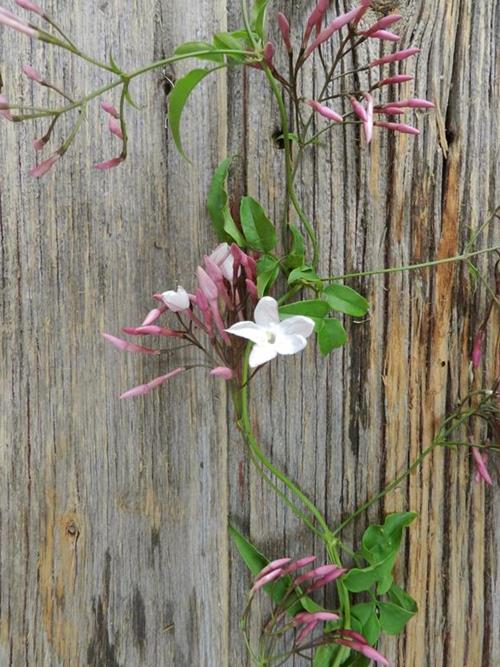 WHITE JASMINE